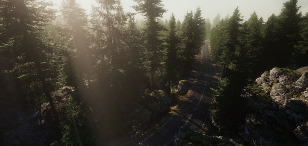 Road through the forest