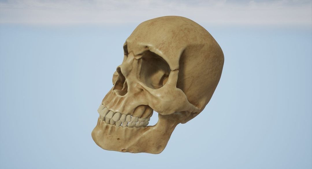 Sketches and studies