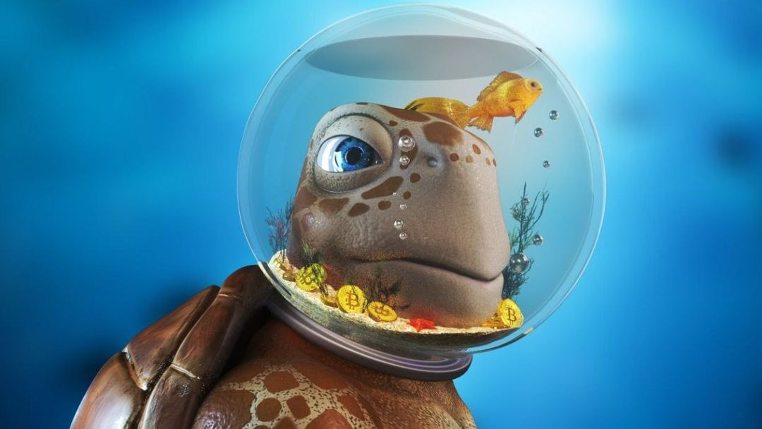 NFT turtles