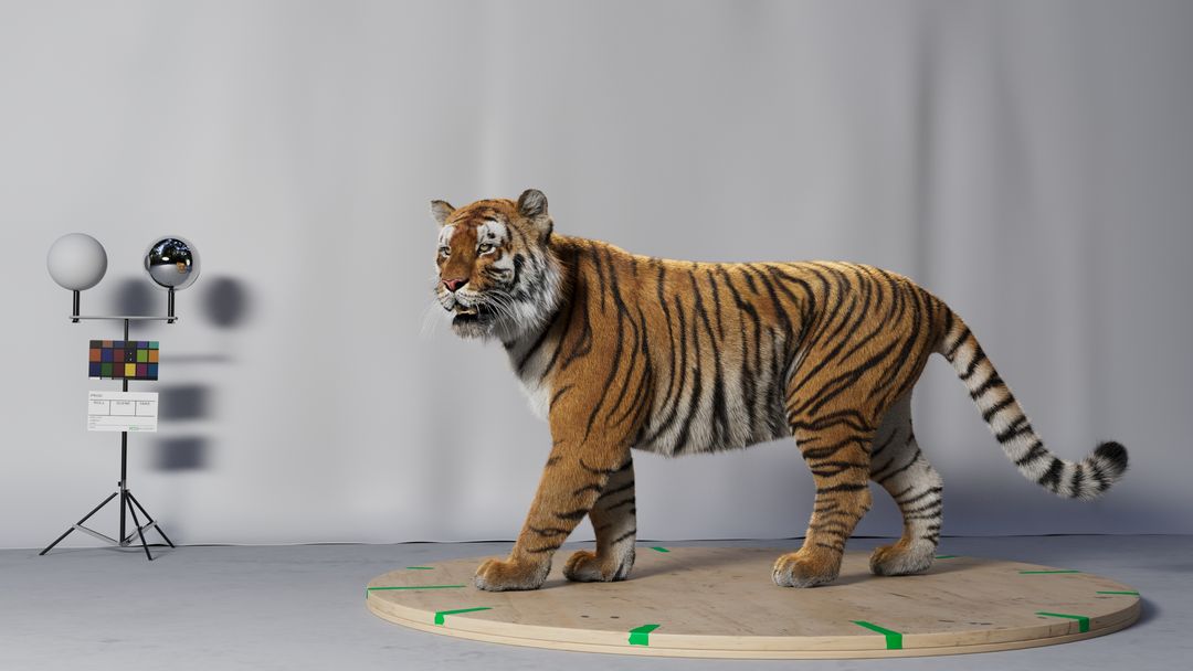 TIGER