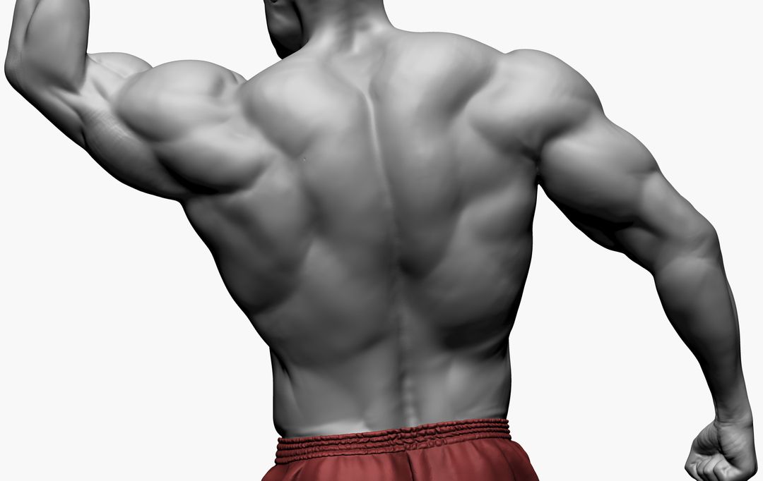 Anatomy study 07 - Torso