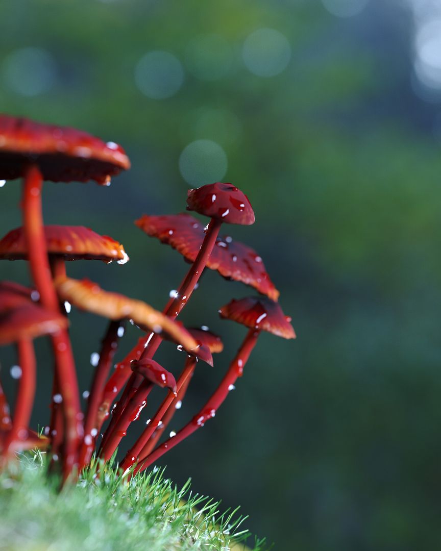 Red Mushroom