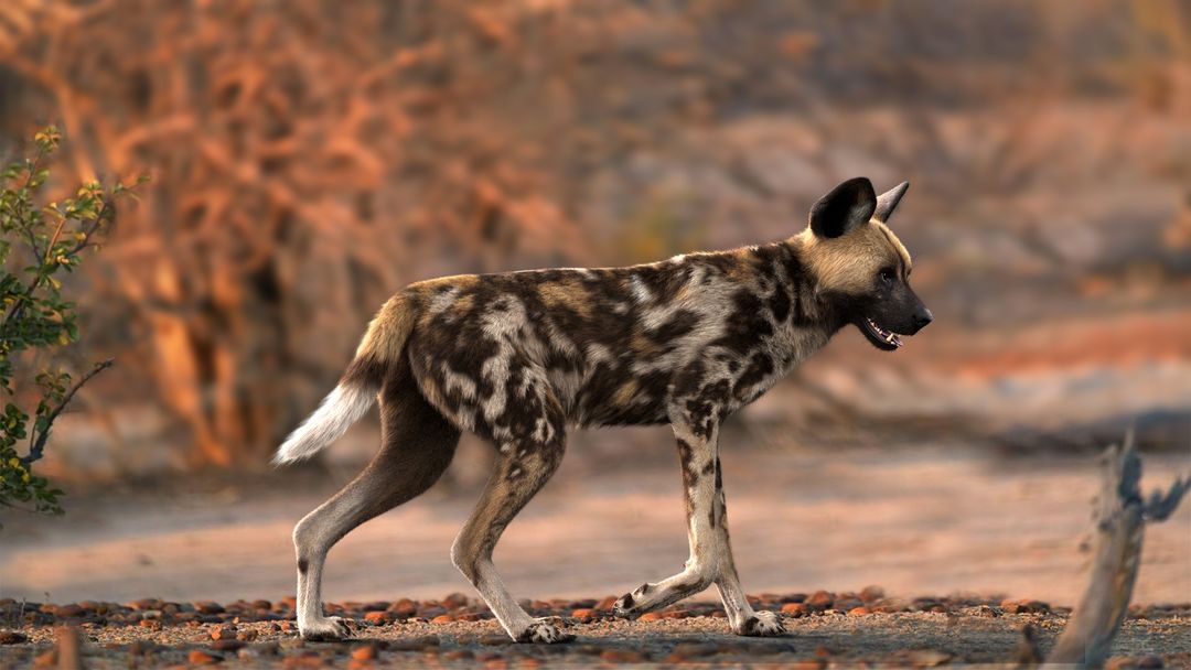 African Wild Dog