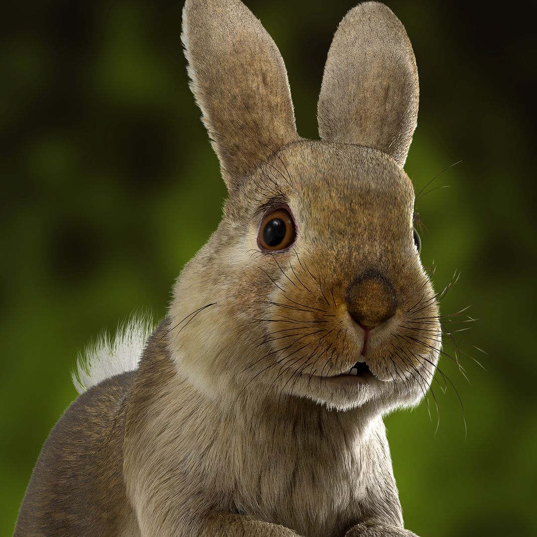 Baby Rabbit and test render in UE