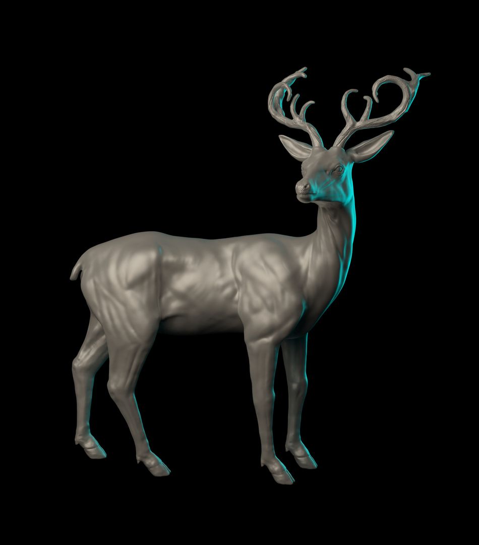 Deer - Anatomy Study by Lucas G.