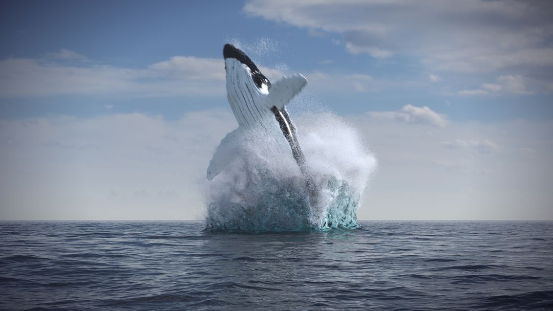 Humpback whale jumps out of the water