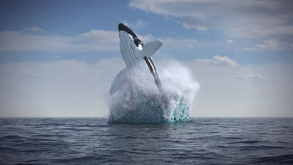 Humpback whale jumps out of the water