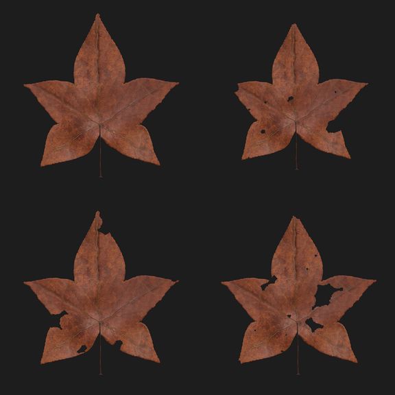 Procedural Leaves