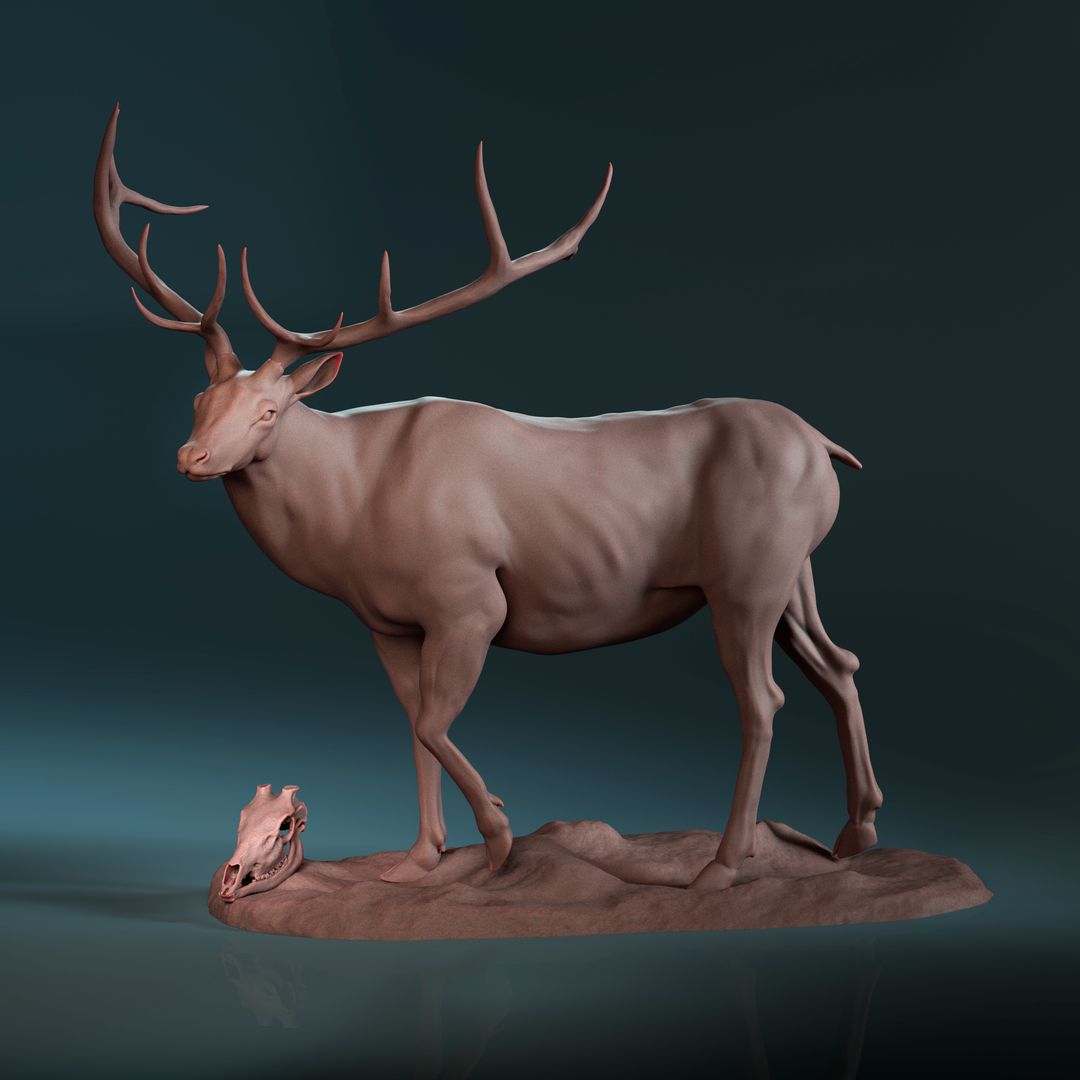 Elk Anatomy Study