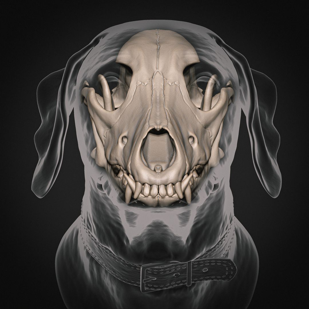 Weimaraner skull and head anatomy