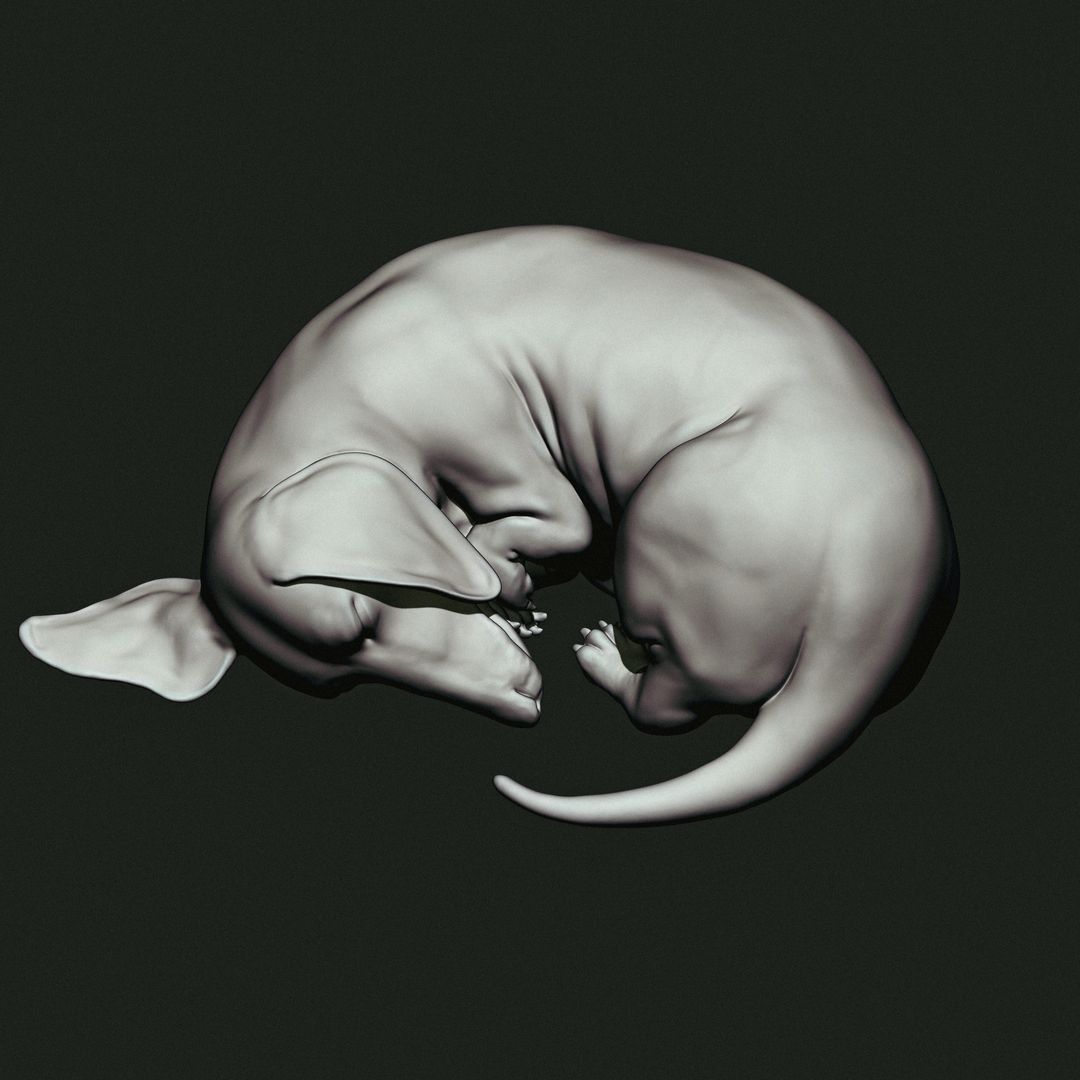 Dachshund