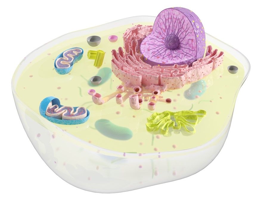 Cell Structure