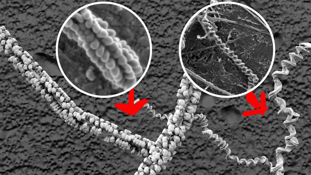 Bacteria reprodution