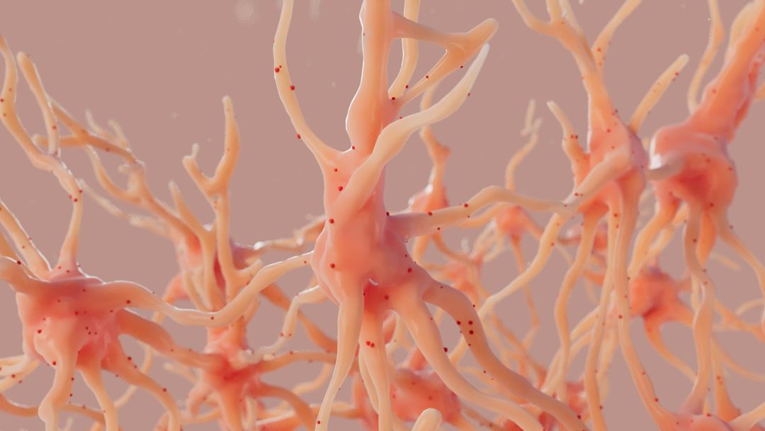 Brain Neurons/ Neural Network