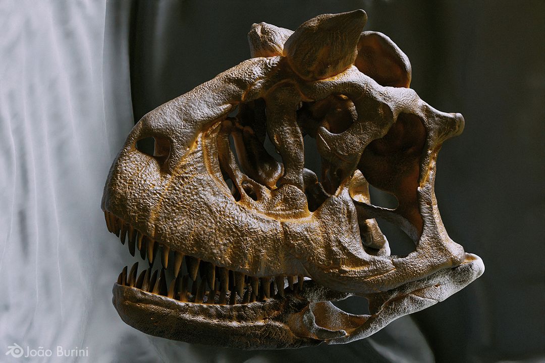 Carnotaurus sastrei skull for 3D printing by Joao B.