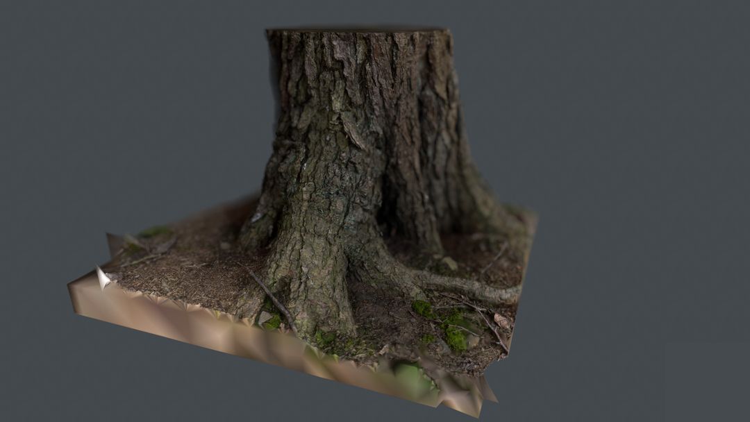 Scanned Pine Tree Trunk