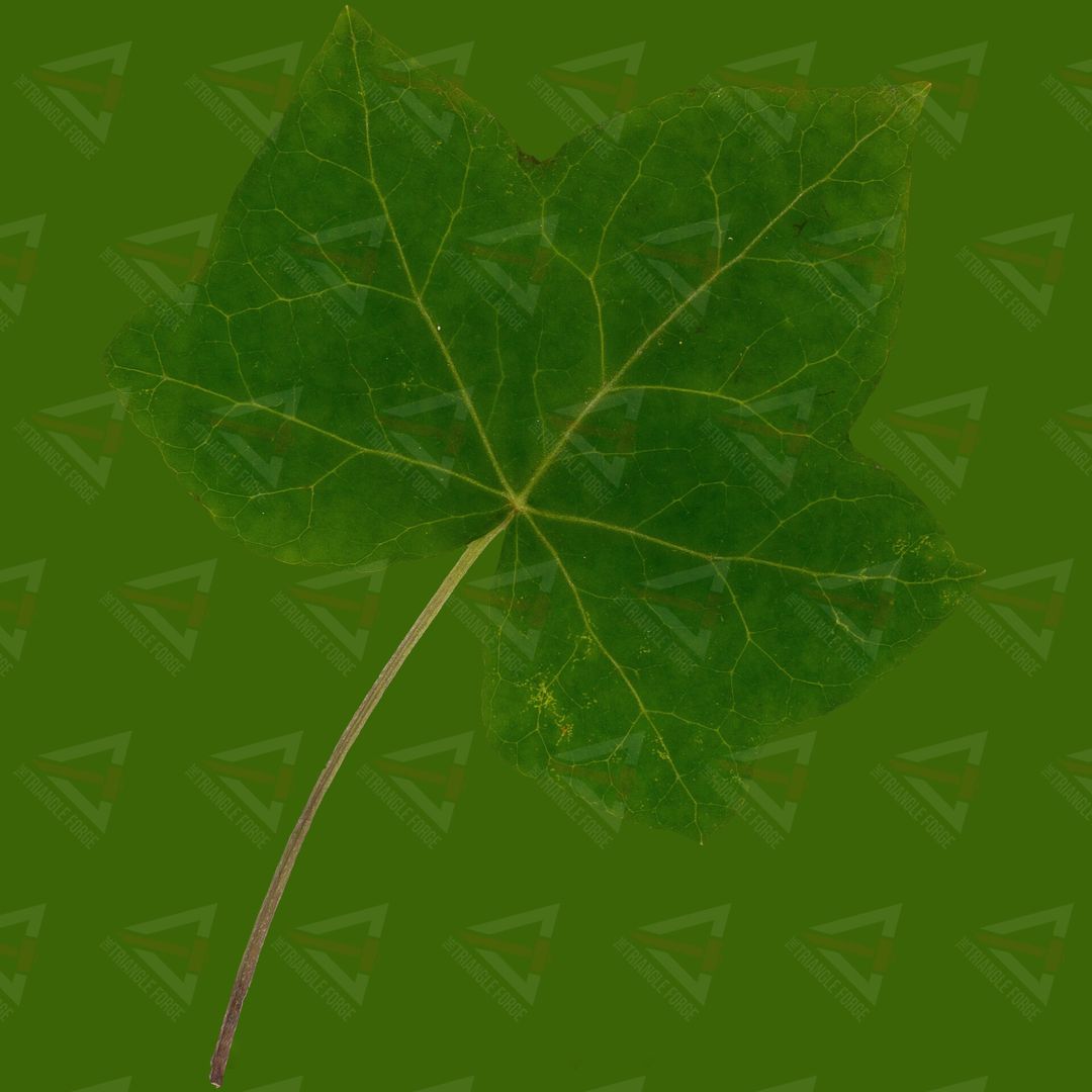 Photometric Stereo Scans