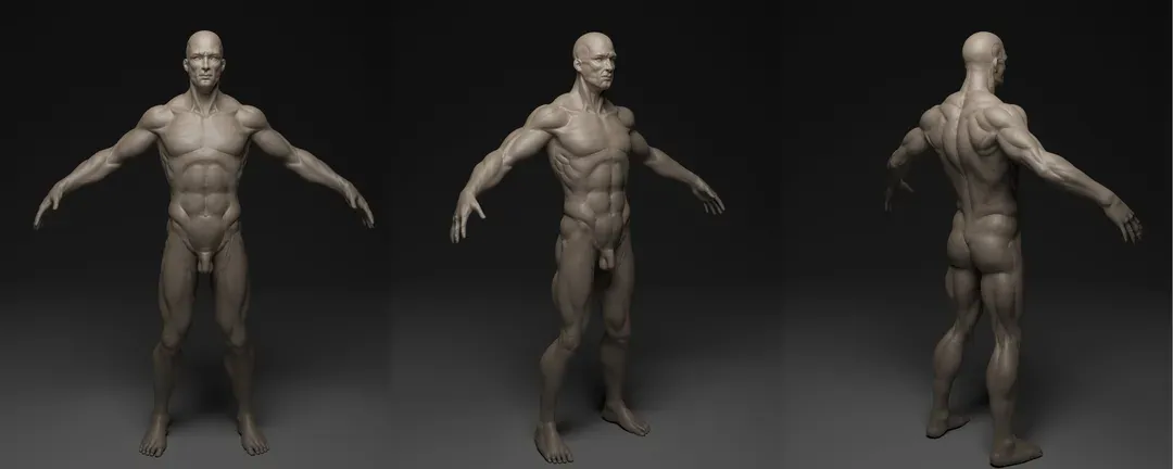 BodyMale_study
