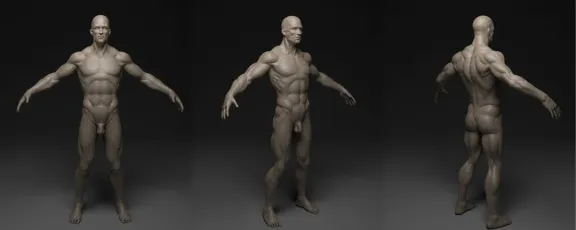 BodyMale_study