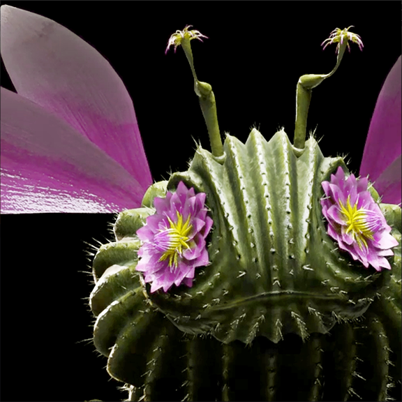 Buzzies Family - DESERT