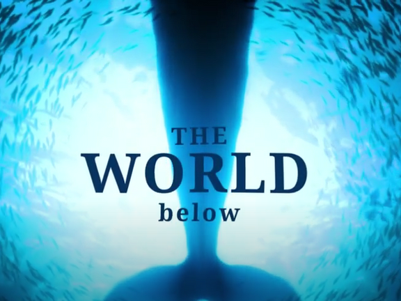 The World Below - A glimpse into what lies beneath the waves