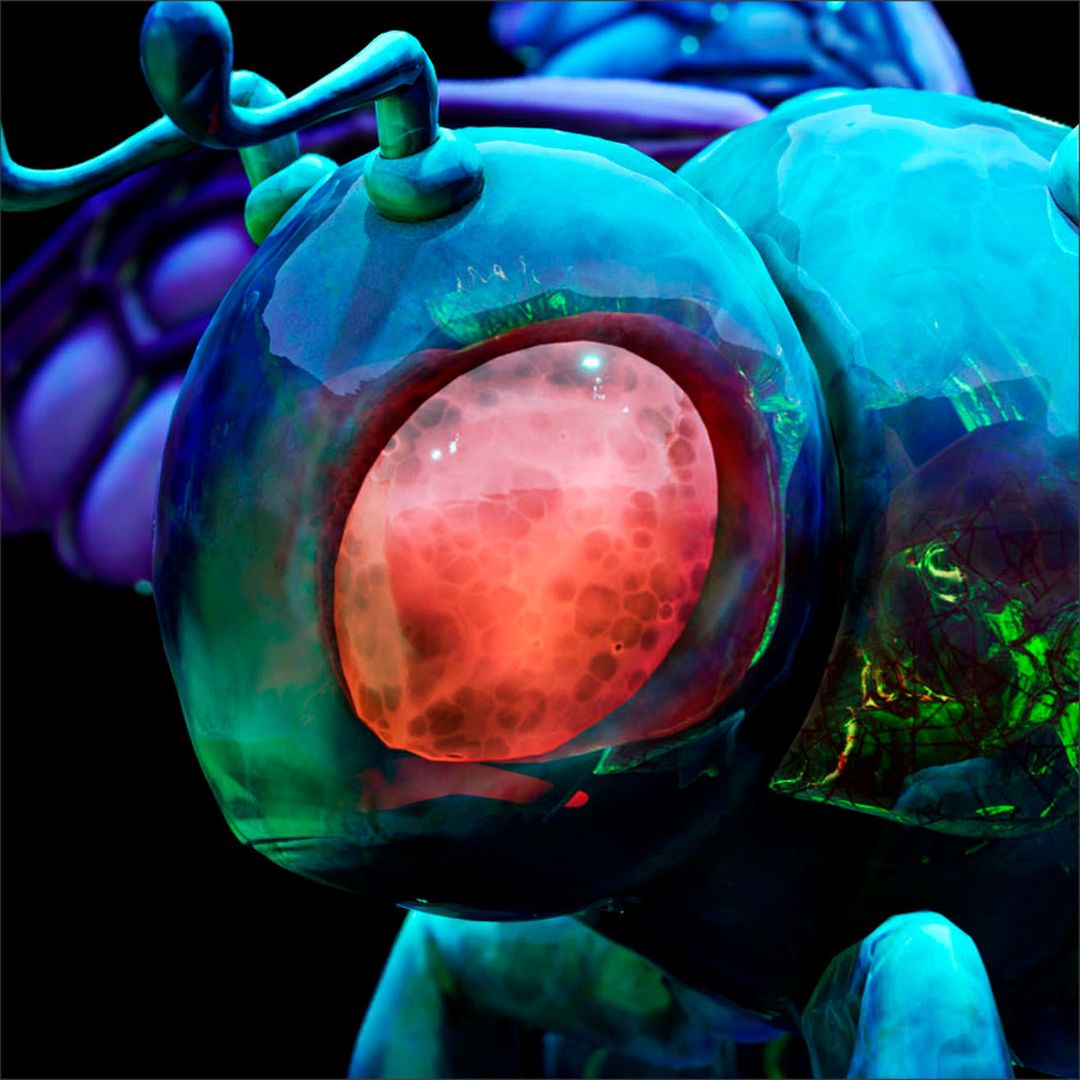 Buzzies Family - IRRADIATED