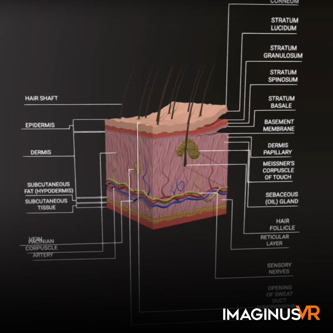 NGSS: Sweat Glands