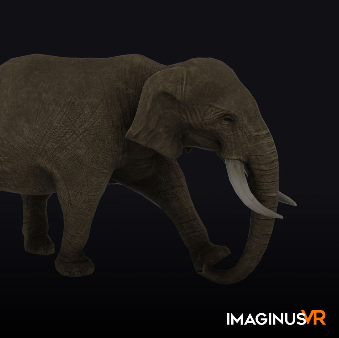 National Geographics: Elephant animations