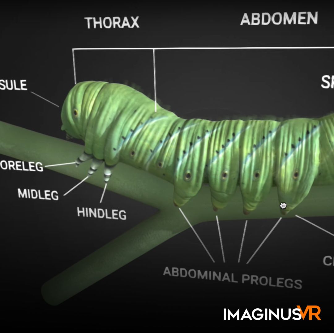 NGSS: Hormworm