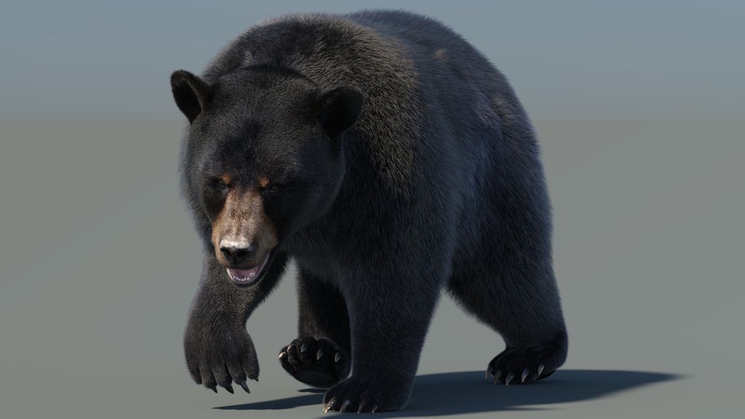 Animated Furry Black Bear 3D Model: