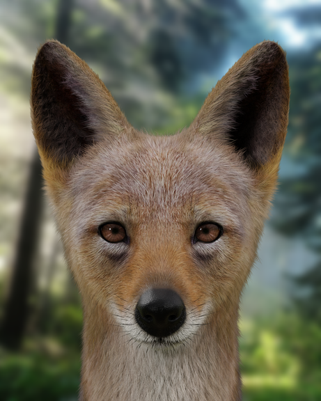 Black Backed Jackal Blender