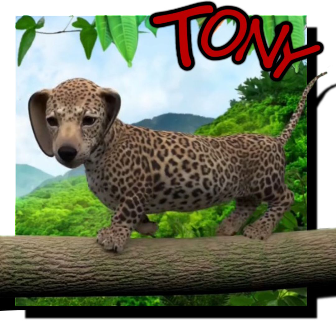 Tony - dog game animation