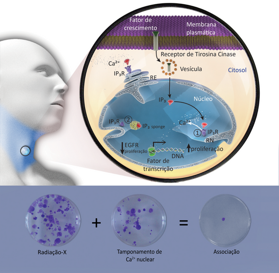 Calcium LAB - ICB UFMG
