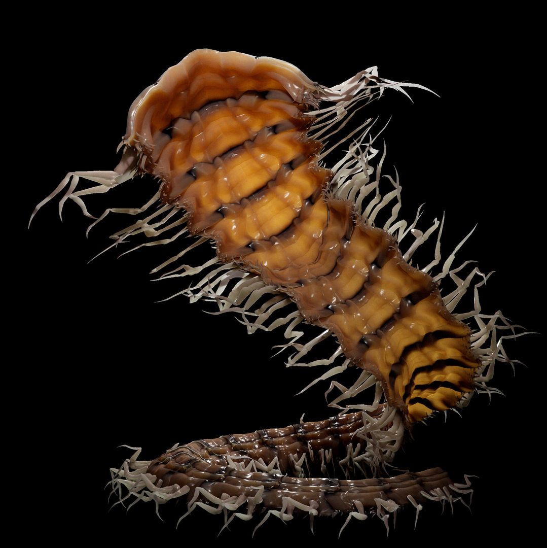 Centipede Model