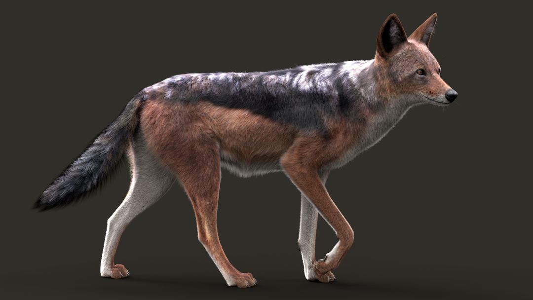 Black Backed Jackal Walk Loop by Stynsour T.