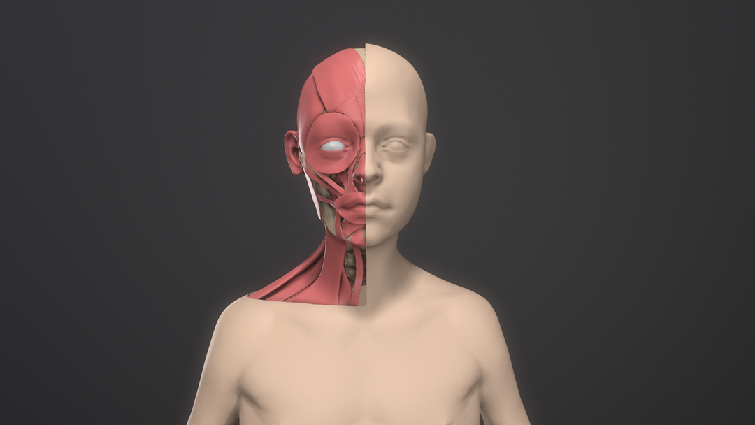 Facial Muscles Anatomy Practice by Emmanuel V.