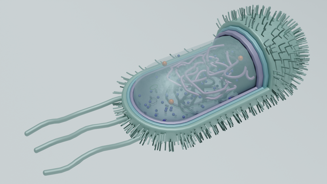 Bacteria - Educational Representation by Nicole C.