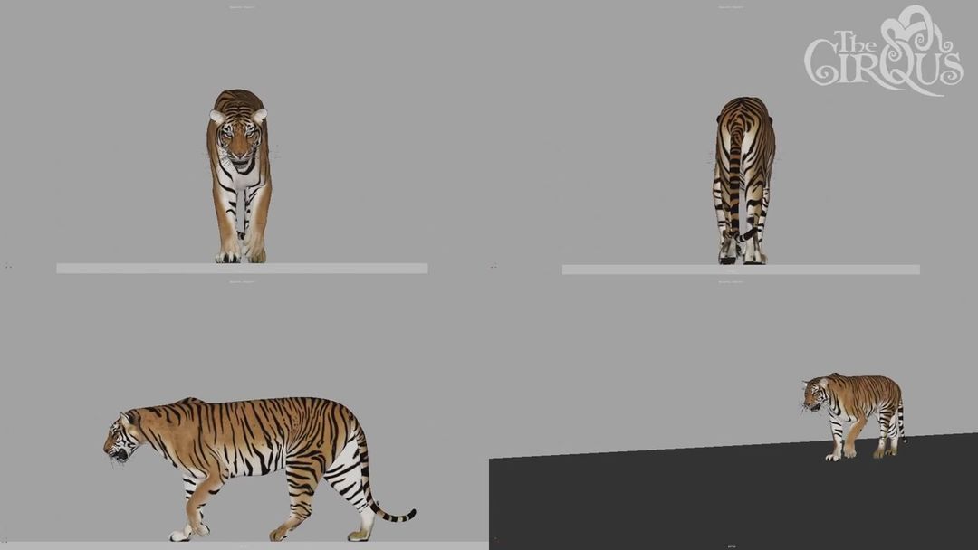 Tiger Walk Study