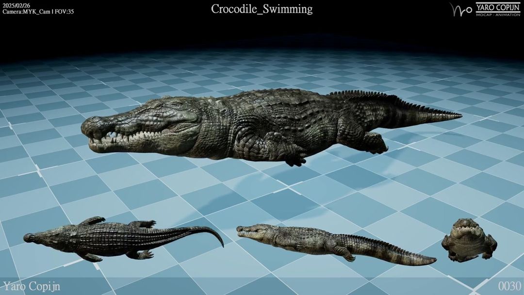 Crocodile Swimming Loop