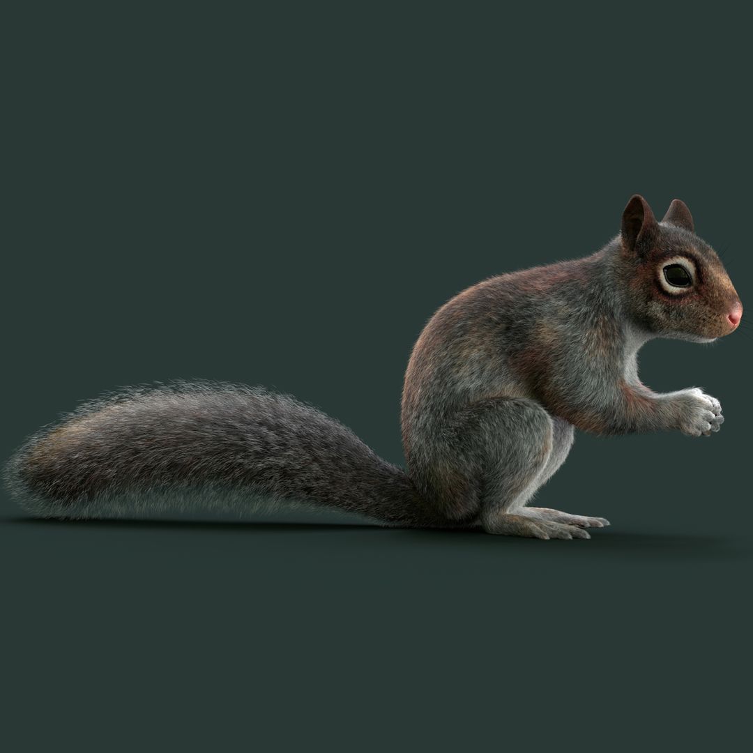 Squirrel MAYA by Stynsour T.