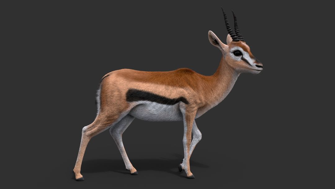 Gazelle MAYA