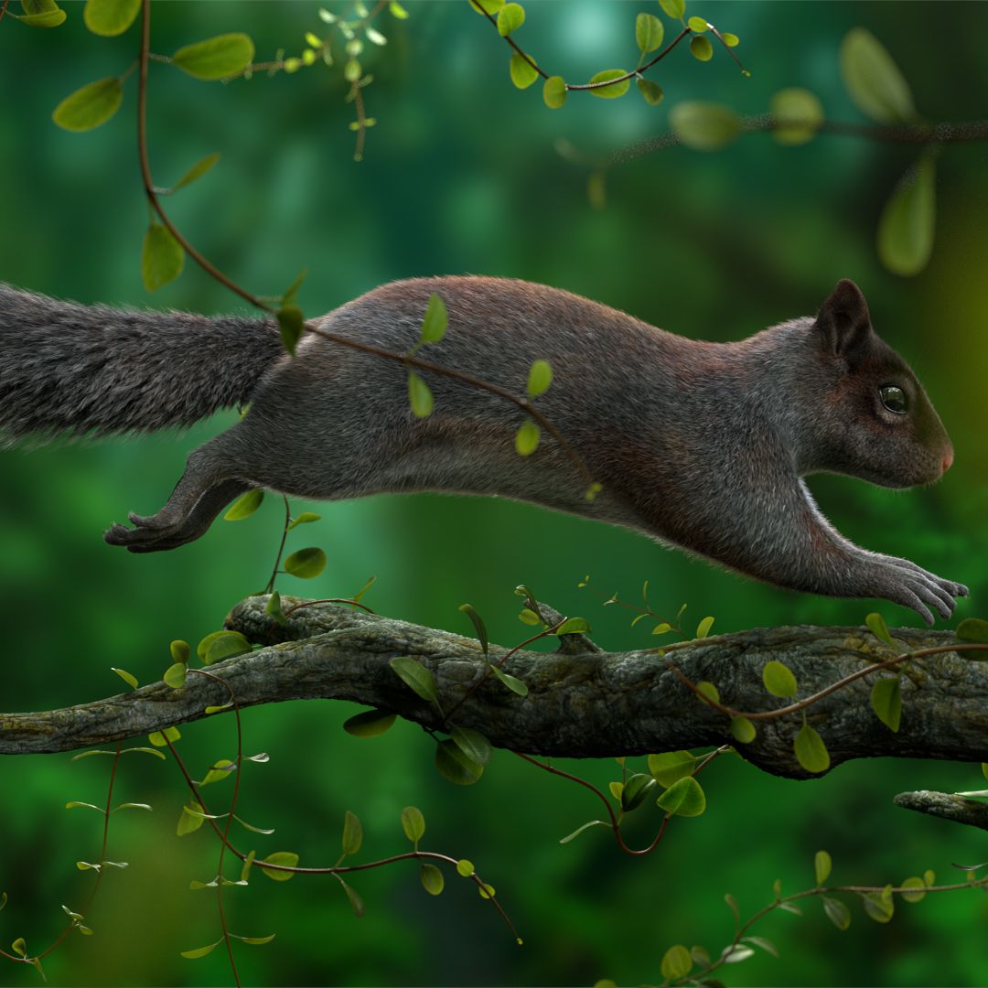 Gray Squirrel Xgen by Stynsour T.