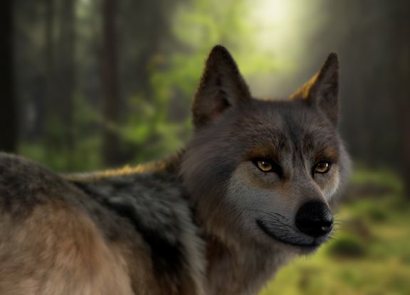 Brown Wolf Xgen