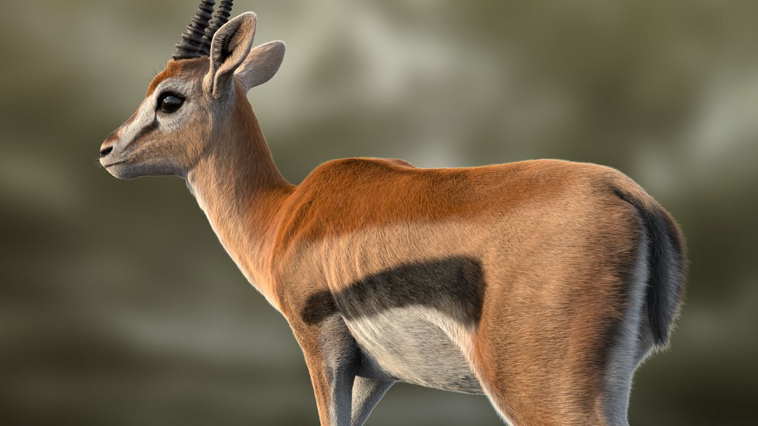 Gazelle Xgen rig Final