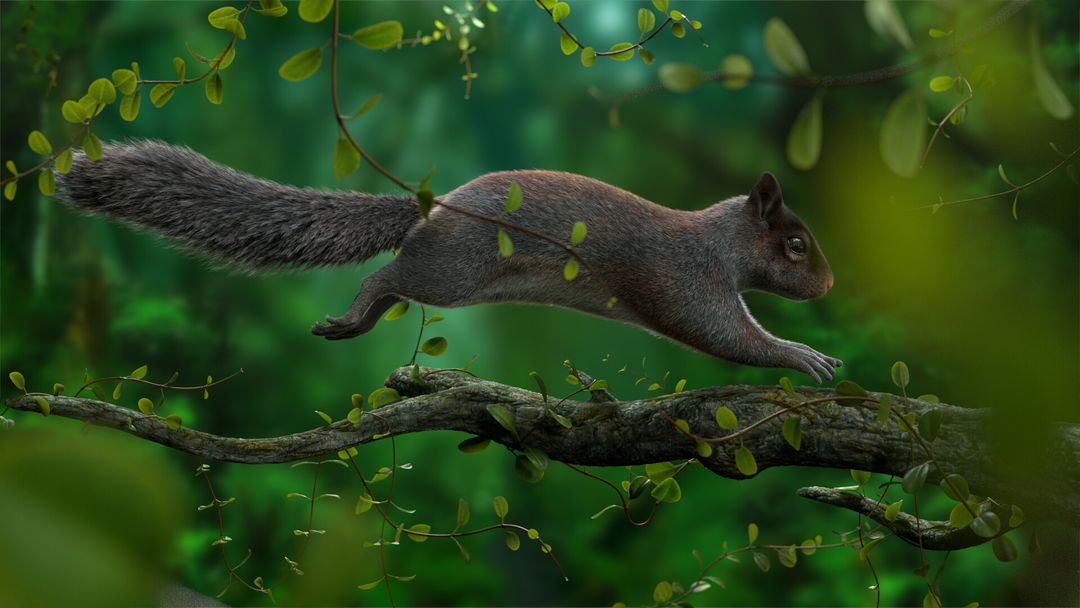 Squirrel in Forest