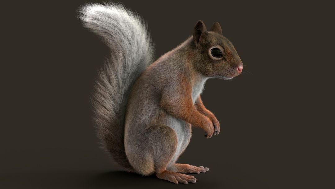 Squirrel Xgen Turntable
