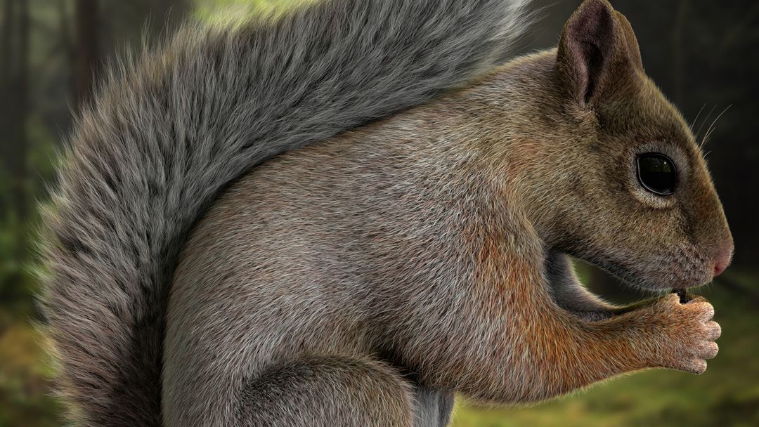 Brown Squirrel