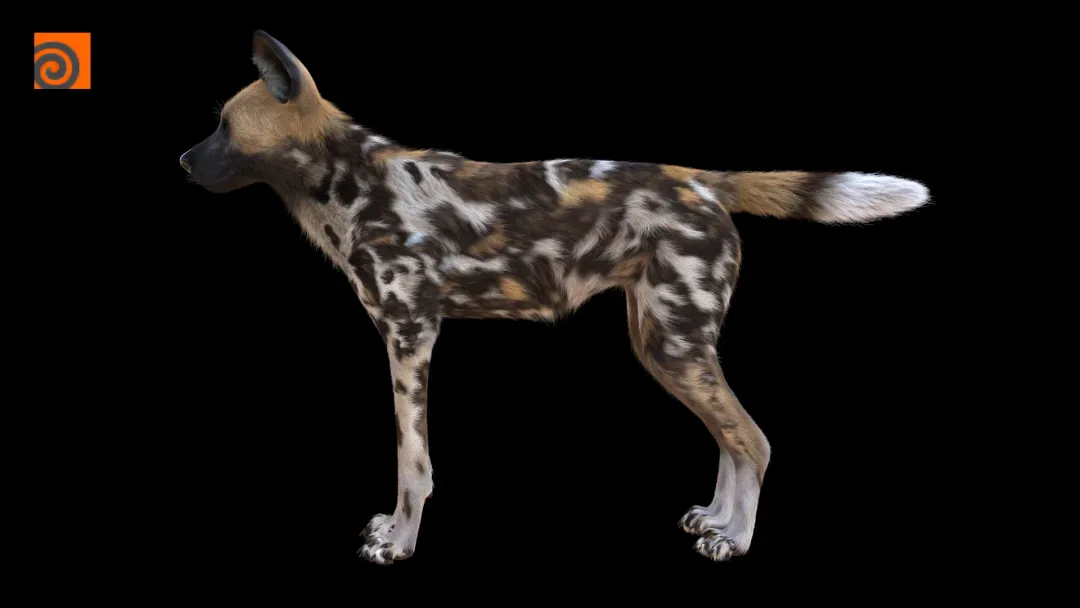 Wild Dog Houdini