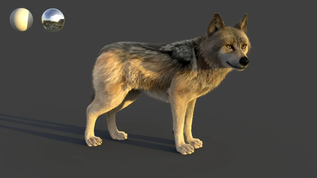 Wolf Xgen