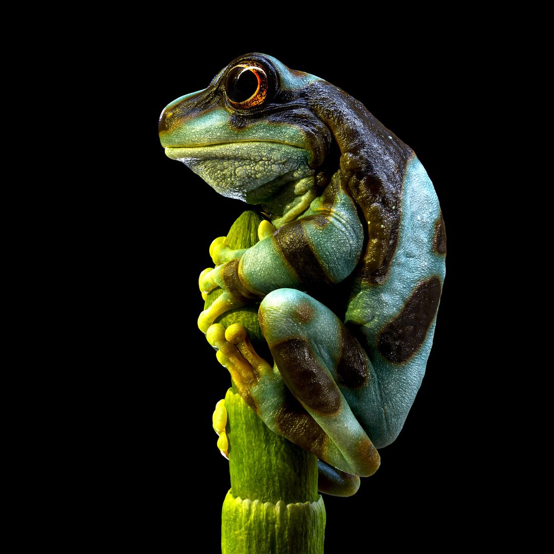 Frog